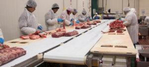 Workers at a meat processing plant handle fresh cuts
